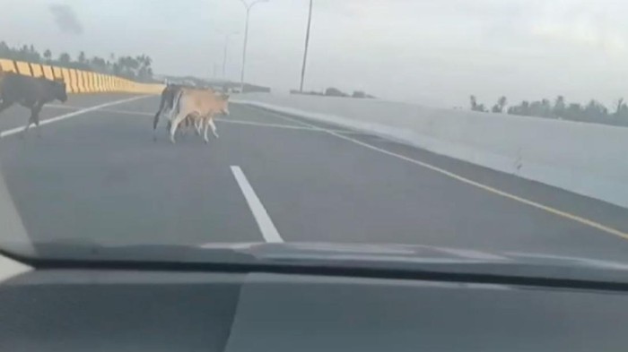 Lembu berkeliaran di tol Sibanceh. (Foto: Dok. Polda Aceh)