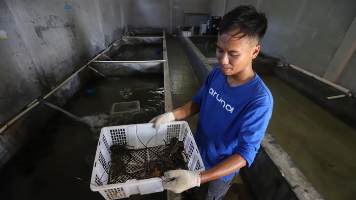 Aruna Hub Ujung Genteng merupakan salah satu tempat penghasil komoditas primadona Lobster untuk memenuhi permintaan pasar global.