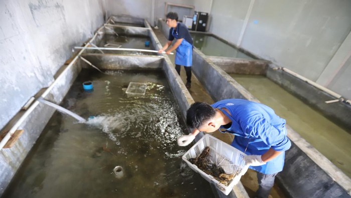 Aruna Hub Ujung Genteng merupakan salah satu tempat penghasil komoditas primadona Lobster untuk memenuhi permintaan pasar global.
