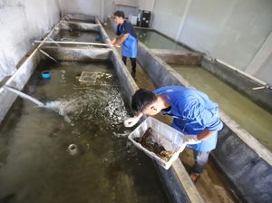 Lobster Masih jadi Incaran Pasar Global
