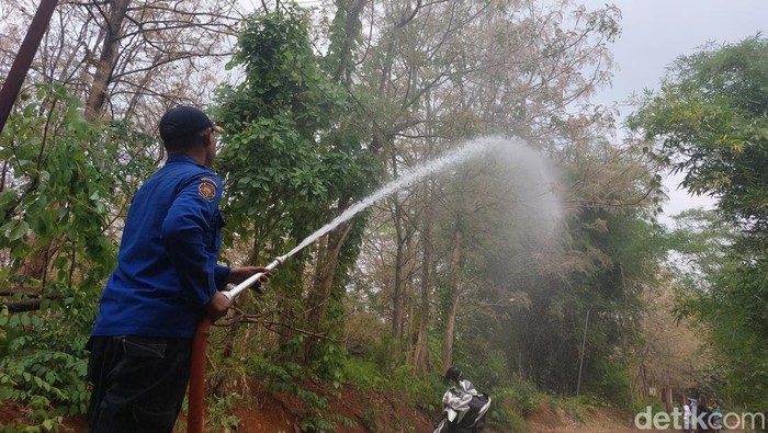 Petugas Damkar saat menyemprotkan cairan pembasmi ulat bulu ke sejumlah pohon jati yang menjadi sarang ulat bulu di Dusun Plaosan