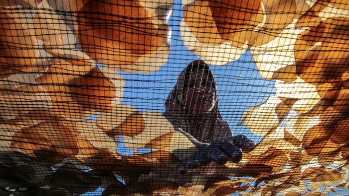 Produksi Kamplang Khas Bajo Sangkuang Warga suku Bajo menjemur kerumpuk kamplang tradisional khas Bajo Sangkuang di Rumah Produksi Kamplang Putri Bajo Pulau Bacan, Kabupaten Halmahera Selatan, Maluku Utara, Minggu (17/12/2023). Produksi kamplang berbahan dasar ikan cakalang dan sagu yang dijual Rp50 ribu hingga Rp60 ribu per kilogram tersebut sejak sepekan terakhir mengalami penurunan hingga 70 persen dari biasanya akibat terkendala pasokan bahan baku ikan. ANTARA FOTO/Andri Saputra