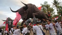 Banteng-banteng itu diangkat bergerak-gerak oleh sejumlah simpatisan.