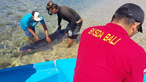 Petugas BKSDA Bali mengevakuasi paus sperma palsu terdampar di air surut Pantai Semawang, Kelurahan Sanur, Kecamatan Denpasar Selatan, Kota Denpasar. (Dok. BKSDA Bali)