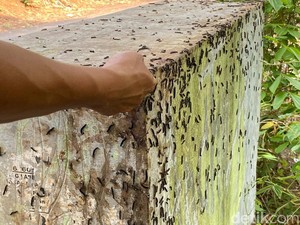 Jabar Hari Ini: Teror Ulat Bulu di Dusun Plaosan Cirebon