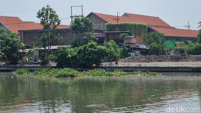 Sisa eceng gondok di Rolag Gunung Sari Surabaya dilarung atau dibiarkan hanyut ke laut.