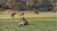 Para di sini adalah hewan liar, lokasinya di Skukuza Golf Club di Taman Nasional Kruger. Destinasi itu mempertaruhkan klaimnya sebagai padang golf paling liar di dunia.