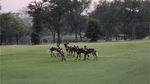 Potret Padang Golf Paling Liar Sedunia