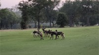 Kumpulan anjing liar Afrika di Skukuza Golf Club di Taman Nasional Kruger.
