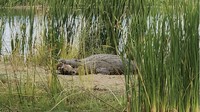 Buaya khas Sungai Nil, mengintai para pegolf dari tepian danau yang dinamai Danau Panic.