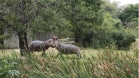Ada pula gajah penebang pohon, kuda nil yang bertikai, dan masih banyak lagi. Semua itu dapat ditemui hanya dalam satu hari di Skukuza Golf Club di Taman Nasional Kruger.