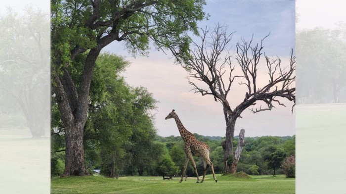 Skukuza Golf Club di Taman Nasional Kruger Skukuza Golf Club di Taman Nasional Kruger