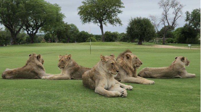 Skukuza Golf Club di Taman Nasional Kruger Skukuza Golf Club di Taman Nasional Kruger