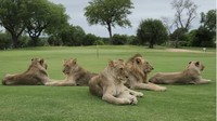 Lapangan golf satu ini dihuni oleh hewan liar khas Afrika, mulai dari singa hingga hyena. Tak ada pagar di destinasi rekreasi ini.