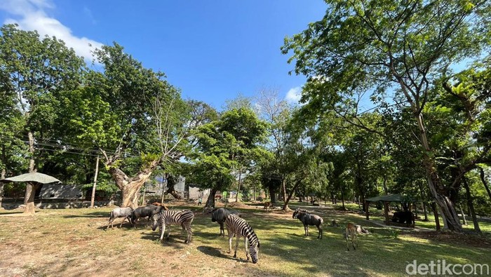 Solo Safari