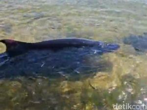 Viral Satwa Laut Terdampar di Pantai Semawang Sanur, Tubuh Penuh Luka