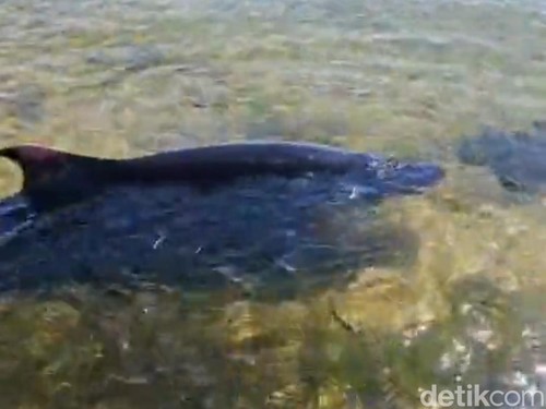Tangkapan layar video viral satwa laut mirip lumba-lumba terdampar di Pantai Semawang Sanur.