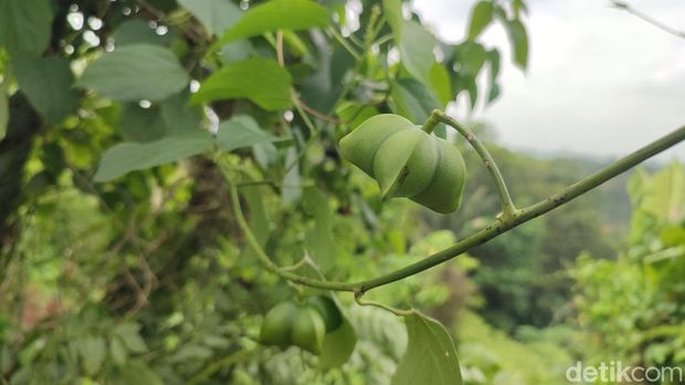 Ade Suci Permana menunjukan kacang Sacha Inchi yang ia Budi daya dan mampu meraup cuan ratusan ribu dalam 2 Minggu.