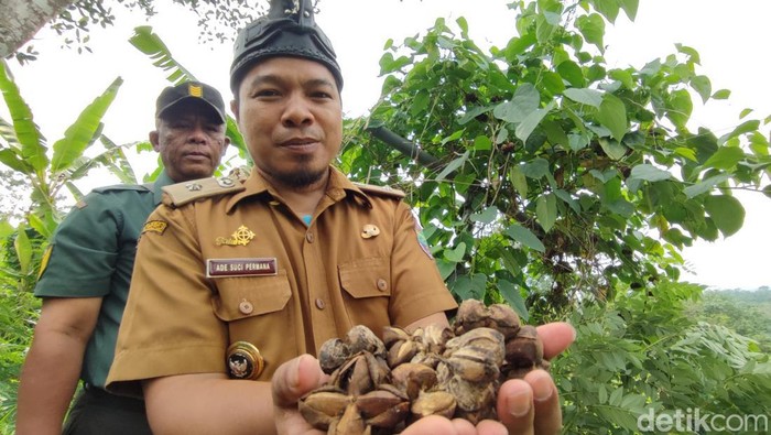 Ade Suci Permana menunjukan kacang Sacha Inchi yang ia Budi daya dan mampu meraup cuan ratusan ribu dalam 2 Minggu.