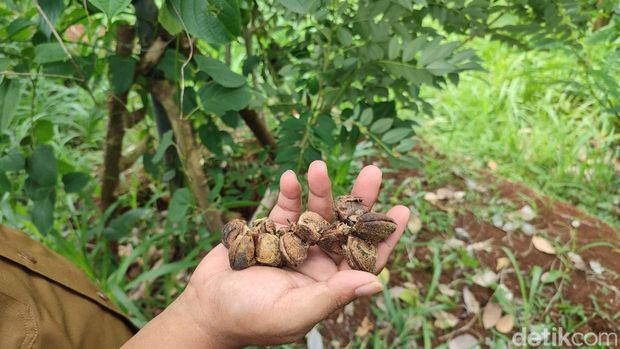 Ade Suci Permana menunjukan kacang Sacha Inchi yang ia Budi daya dan mampu meraup cuan ratusan ribu dalam 2 Minggu.