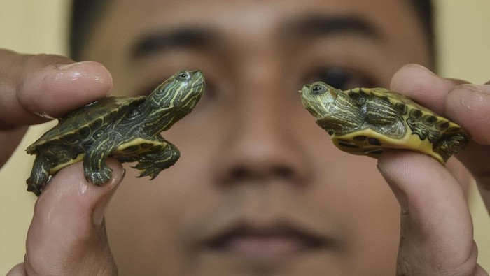 Sejumlah kura-kura hijau atau kura red-ear slider (trachemys scripta elegans) berjemur di penangkaran War's turtle Desa Sukamaju, Kabupaten Ciamis, Jawa Barat, Selasa (19/12/2023). Berawal dari hobi memelihara hewan reptil, Reynaldi membudidayakan kura-kura hijau Brasil yang dipasarkan secara online melalui media sosial dengan harga Rp35 ribu hingga Rp150 ribu per ekor di wilayah Jawa Barat, Jawa Tengah, Jawa Timur, Lampung, dan Bali, dengan omset yang didapat mencapai Rp1 juta per bulan. ANTARA FOTO/Adeng Bustomi/foc.