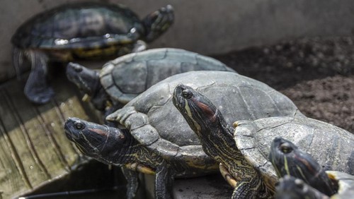 Sejumlah kura-kura hijau atau kura red-ear slider (trachemys scripta elegans) berjemur di penangkaran Wars turtle Desa Sukamaju, Kabupaten Ciamis, Jawa Barat, Selasa (19/12/2023). Berawal dari hobi memelihara hewan reptil, Reynaldi membudidayakan kura-kura hijau Brasil yang dipasarkan secara online melalui media sosial dengan harga Rp35 ribu hingga Rp150 ribu per ekor di wilayah Jawa Barat, Jawa Tengah, Jawa Timur, Lampung, dan Bali, dengan omset yang didapat mencapai Rp1 juta per bulan. ANTARA FOTO/Adeng Bustomi/foc.