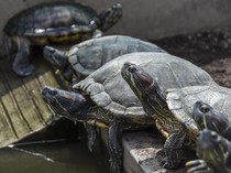 China Waswas Kura-kura Jadi Mata-mata