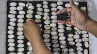 Reynaldi Anggiaswara, memeriksa suhu inkubator telur kura-kura hijau atau kura red-ear slider (trachemys scripta elegans) di penangkaran Wars turtle Desa Sukamaju, Kabupaten Ciamis, Jawa Barat, Selasa (19/12/2023).