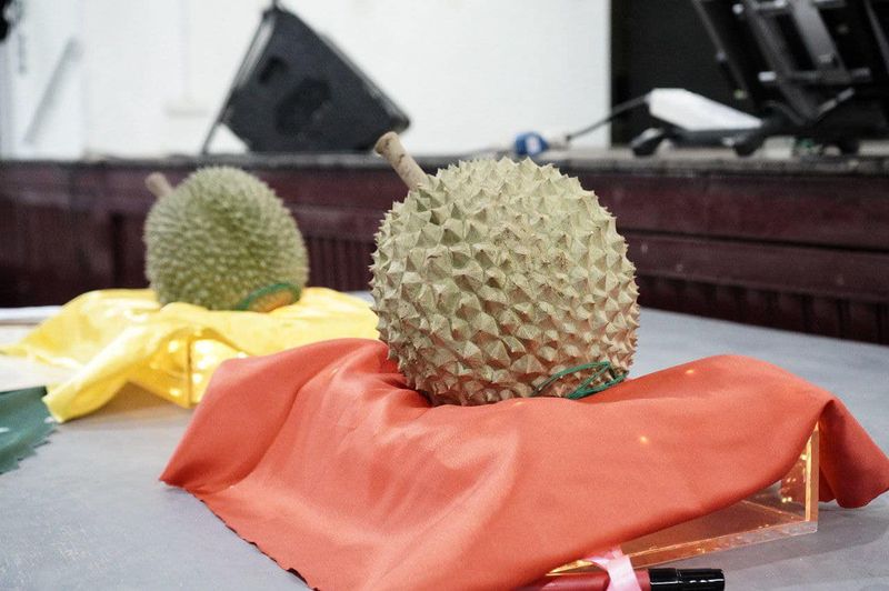 Gila!  Durian Musang King Termahal di Dunia Dijual dengan Harga Rp 612 Juta