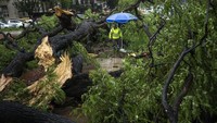 Pohon yang tumbang akibat diterjang badai itu sempat mengganggu arus lalu lintas di Buenos Aires.