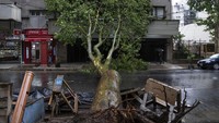Pohon tumbang menghalangi jalan di Buenos Aires, Argentina, Senin, (18/12/2023) waktu setempat.