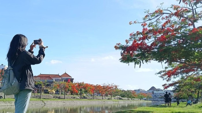 Seorang pengunjung memotret bunga flamboyan yang bermekaran di kawasan Taman Pancing Denpasar, Bali, pada Selasa (19/12/2023). (Ni Made Lastri Karsiani Putri/detikBali)