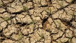 Potret 20 Hektare Sawah di Lebak Kekeringan sampai Tanahnya Retak
