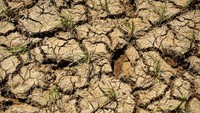 Dinas Pertanian Kabupaten Lebak mencatat jumlah lahan sawah yang terdampak kekeringan mencapai 20 hektare.  