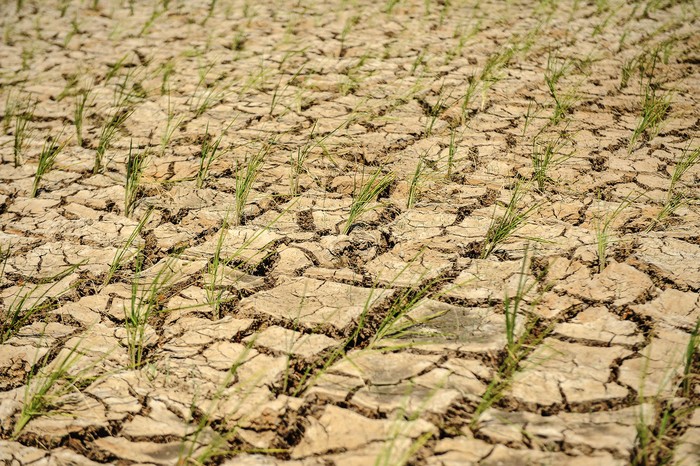 Kondisi lahan persawahan yang mengalami kekeringan di Cibadak, Lebak, Banten, Rabu (20/12/2023). Dinas Pertanian Kabupaten Lebak mencatat jumlah lahan sawah yang terdampak kekeringan mencapai 20 hektare sehingga terancam gagal panen. ANTARA FOTO/Muhammad Bagus Khoirunas/aww.