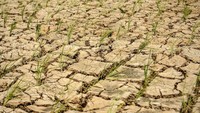 Kondisi lahan persawahan yang mengalami kekeringan di Cibadak, Lebak, Banten, Rabu (20/12/2023).