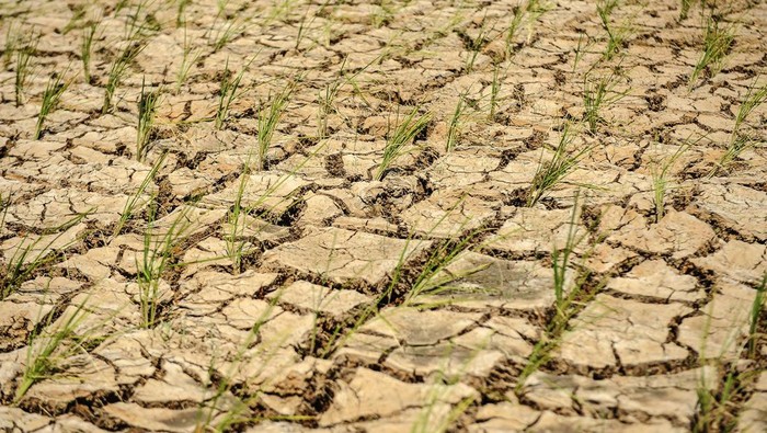 Kondisi lahan persawahan yang mengalami kekeringan di Cibadak, Lebak, Banten, Rabu (20/12/2023). Dinas Pertanian Kabupaten Lebak mencatat jumlah lahan sawah yang terdampak kekeringan mencapai 20 hektare sehingga terancam gagal panen. ANTARA FOTO/Muhammad Bagus Khoirunas/aww.
