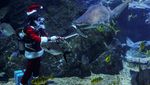 Atraksi Sinterklas Thailand Berenang Bareng Ikan di Akuarium