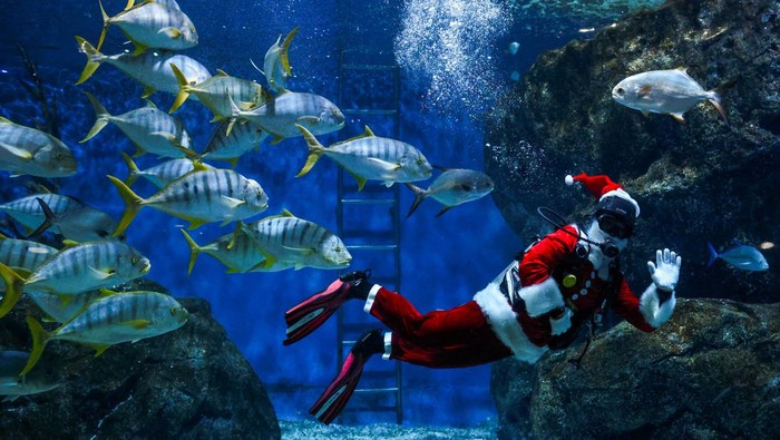 Atraksi Sinterklas Thailand Berenang Bareng Ikan di Akuarium A diver wearing a Santa Claus costume swims with a school of fish to welcome the upcoming Christmas at the Sea Life Bangkok Ocean World aquarium in Bangkok, Thailand, December 19, 2023. REUTERS/Chalinee Thirasupa TPX IMAGES OF THE DAY