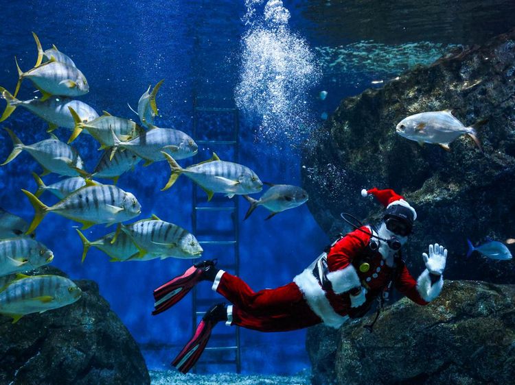 Atraksi Sinterklas Thailand Berenang Bareng Ikan di Akuarium