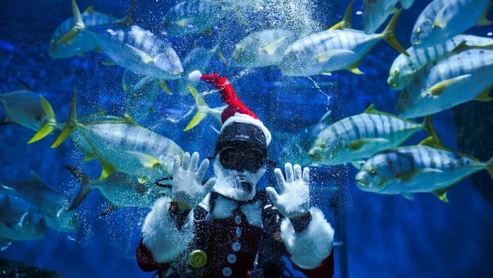 A diver wearing a Santa Claus costume swims with a school of fish to welcome the upcoming Christmas at the Sea Life Bangkok Ocean World aquarium in Bangkok, Thailand, December 19, 2023. REUTERS/Chalinee Thirasupa     TPX IMAGES OF THE DAY