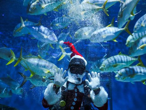 A diver wearing a Santa Claus costume swims with a school of fish to welcome the upcoming Christmas at the Sea Life Bangkok Ocean World aquarium in Bangkok, Thailand, December 19, 2023. REUTERS/Chalinee Thirasupa     TPX IMAGES OF THE DAY