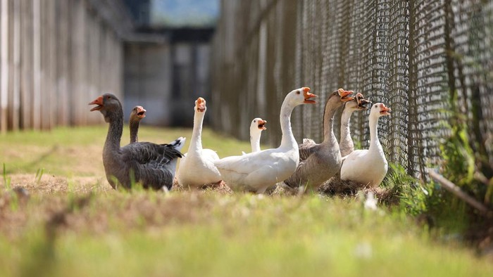 A group of geese used to help vigilance patrols around the Penitentiary Complex honk near Florianopolis, Santa Catarina State, Brazil December 15, 2023. REUTERS/Anderson Coelho