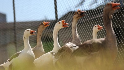Angsa di Penjara Brasil: Alarm Hidup Merangkap Sipir