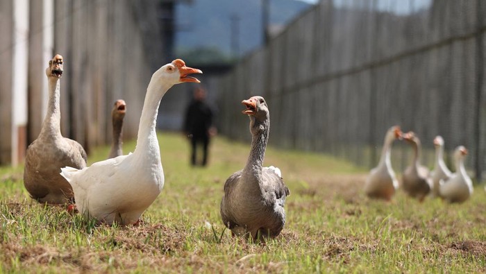 A group of geese used to help vigilance patrols around the Penitentiary Complex honk near Florianopolis, Santa Catarina State, Brazil December 15, 2023. REUTERS/Anderson Coelho