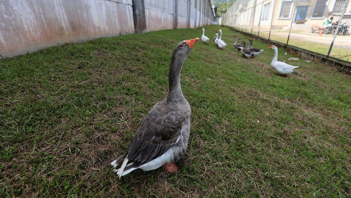 A group of geese used to help vigilance patrols around the Penitentiary Complex honk near Florianopolis, Santa Catarina State, Brazil December 15, 2023. REUTERS/Anderson Coelho
