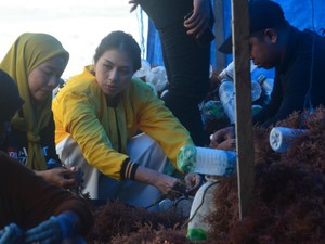 Caleg DPR RI Soroti Harga Rumput Laut di Nunukan Anjlok Jadi Rp 9 Ribu Per Kg