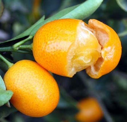 5 Fakta Jeruk Kimkit yang Viral dan Kulitnya Bisa Dimakan