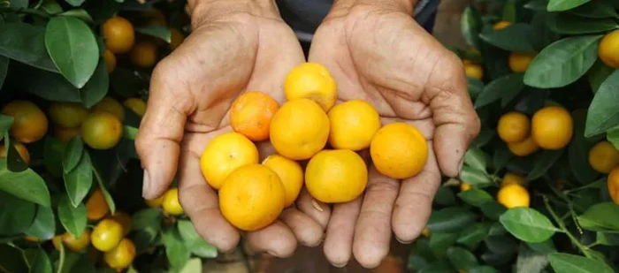 5 Fakta Jeruk Kimkit yang Viral dan Kulitnya Bisa Dimakan
