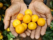 5 Fakta Jeruk Kimkit yang Viral dan Kulitnya Bisa Dimakan